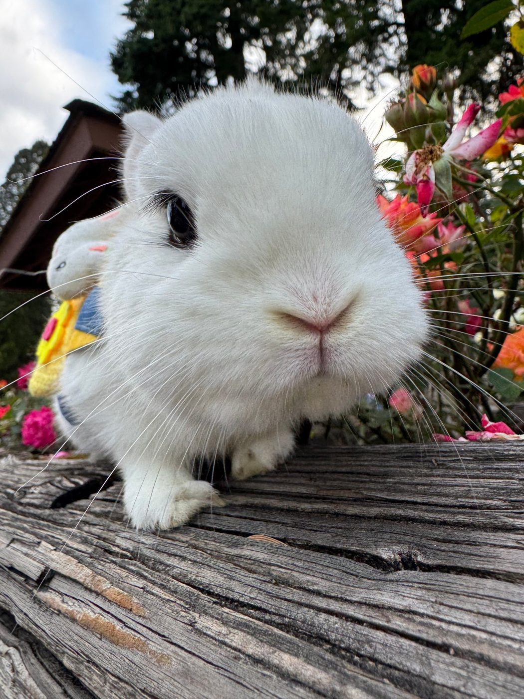 A close-up of Sato's fluffy face on a wooden log with roses behind
