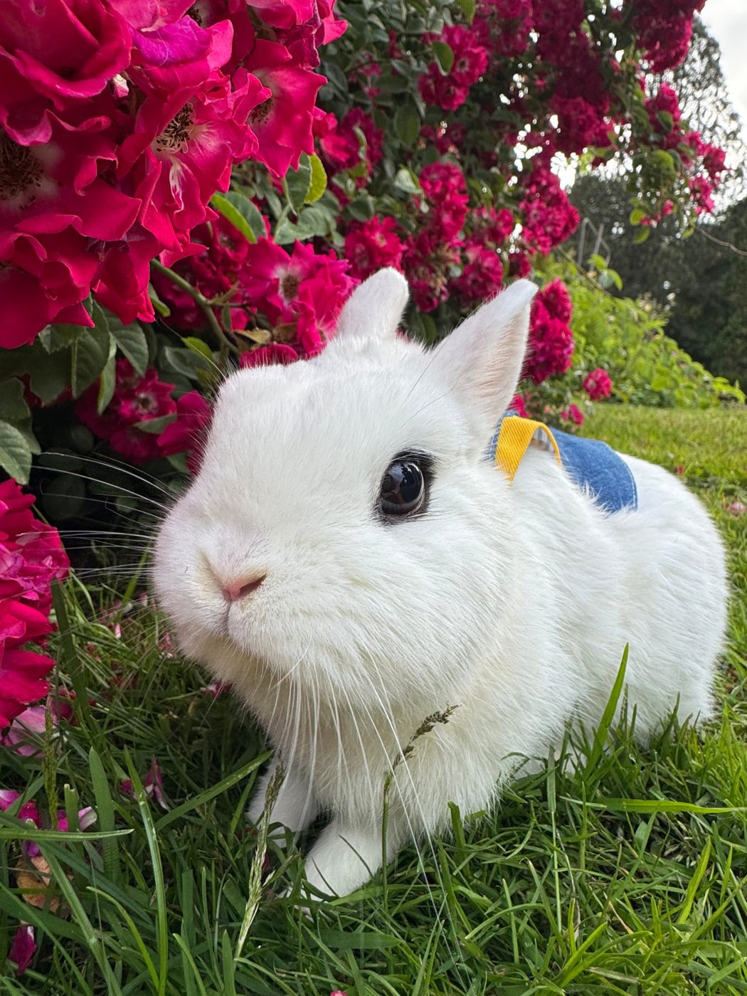 Sato the white rabbit in a little blue backpack beside pink roses